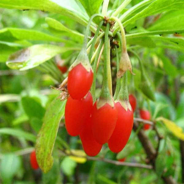 Bocksdorn Sweet Lifeberry