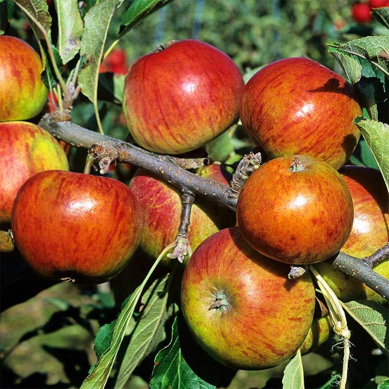 Apfelbaum kaufen für Garten & Balkon | Annas G
arten