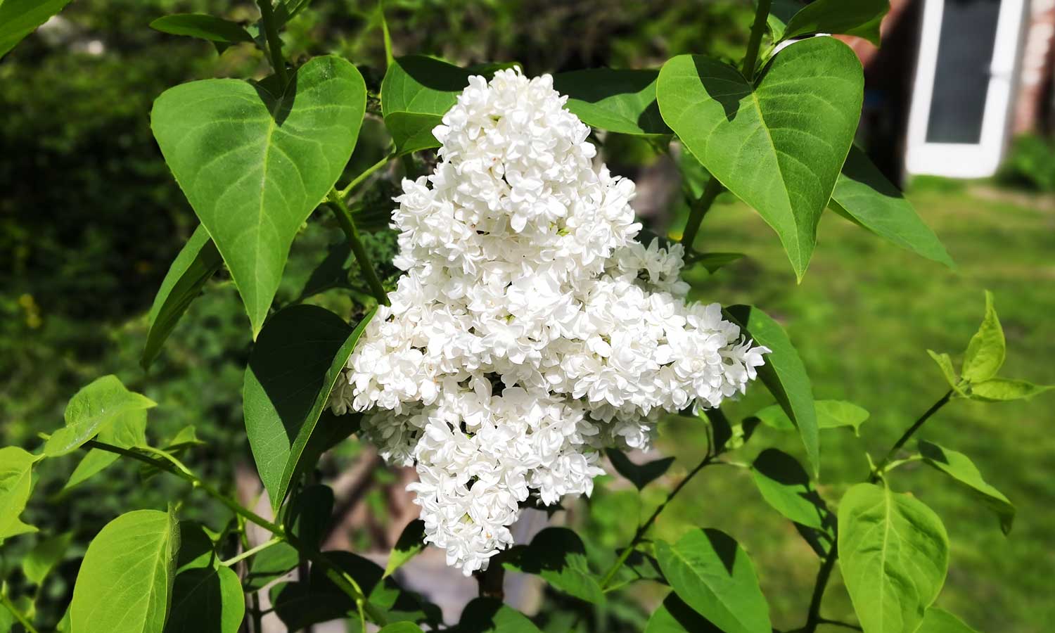 Edelflieder mit weißen Blüten