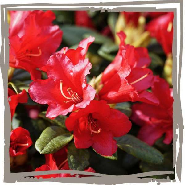 Landgefuehl Zwerg-Rhododendron Feuerkelch