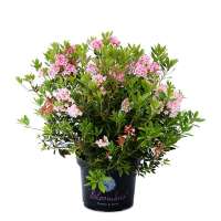 Rhododendron Bloombux® pink