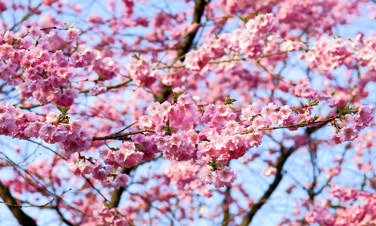 Kirschbäume mit unzähligen Blüten