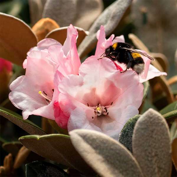 Rhododendron Queen Bee