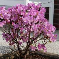 Rhododendron Praecox