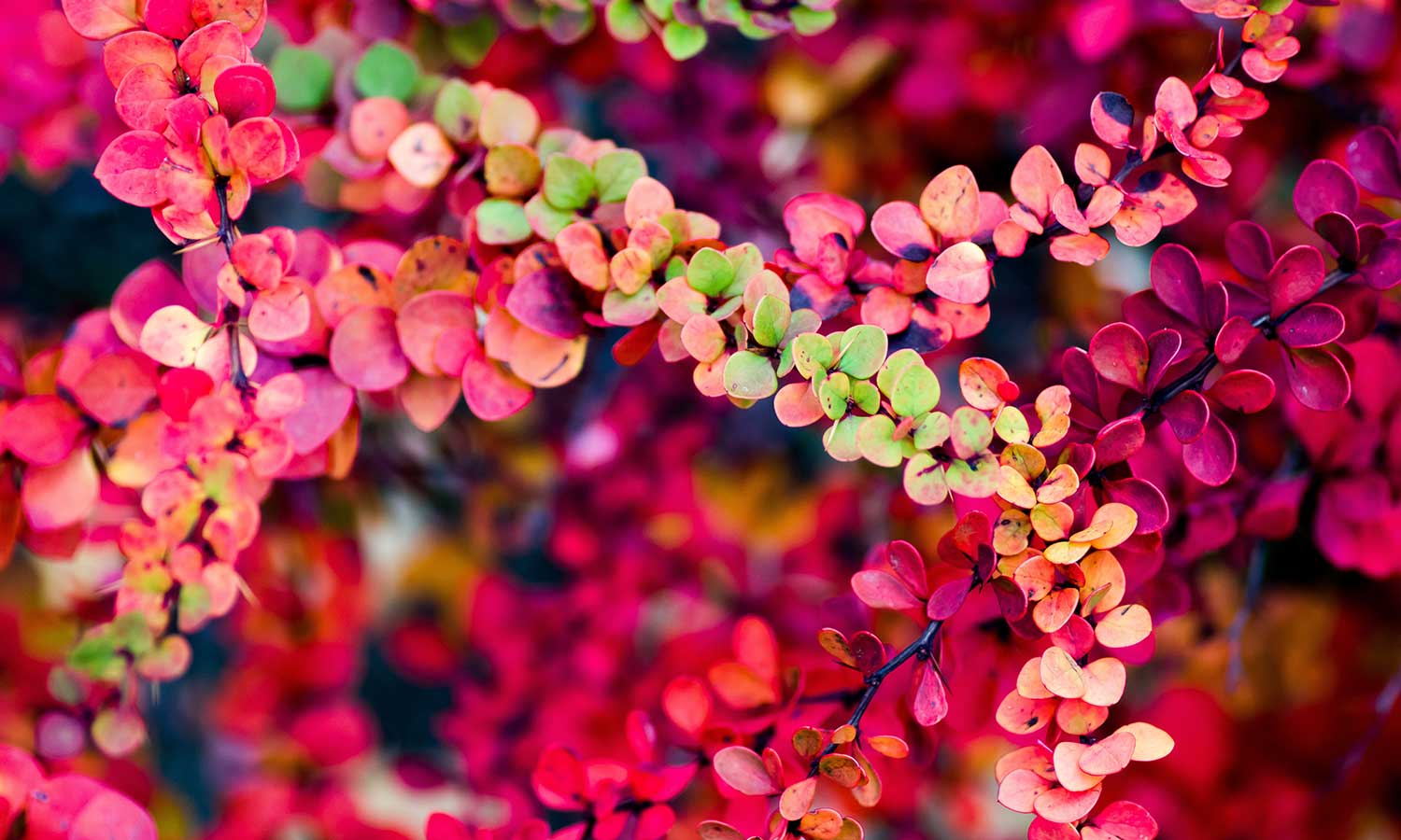 Berberitze im Herbst mit gefärbten Blättern