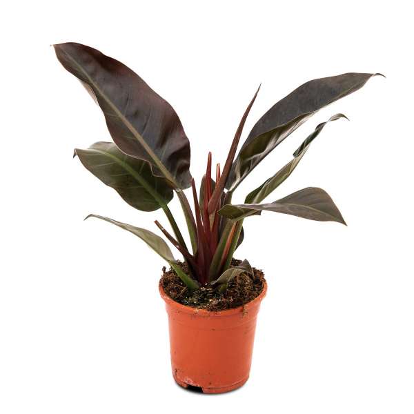 Rotlaubiger Philodendron Imperial Red