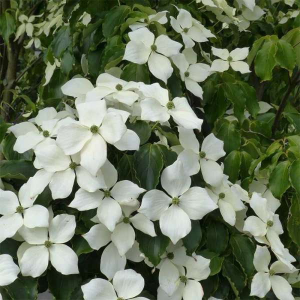 Chinesischer Blumen-Hartriegel Teutonia Blüten