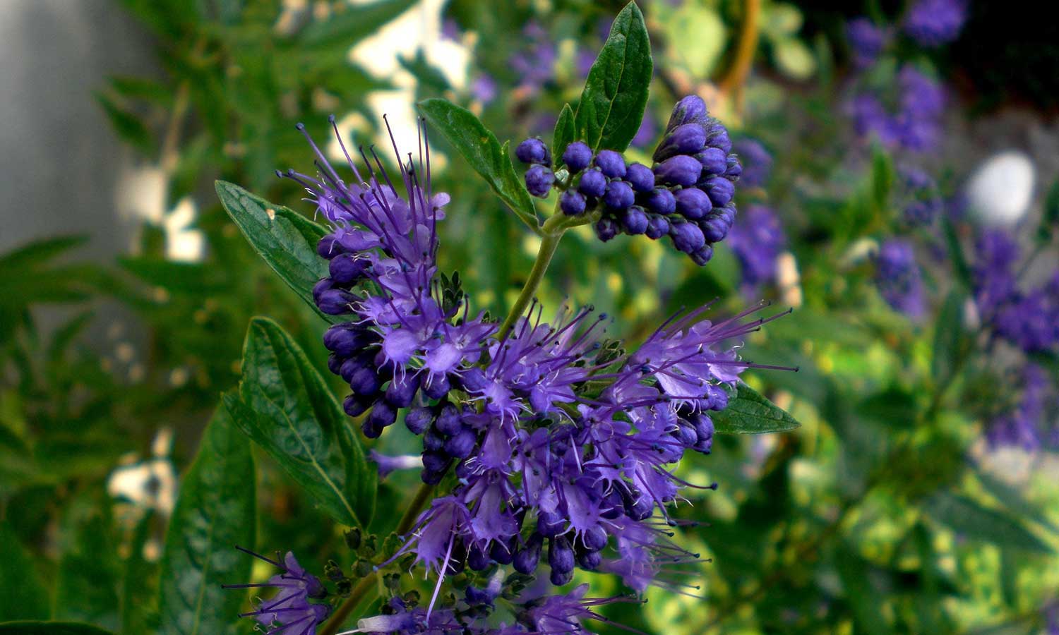 Bartblumen mit blauen Blüten
