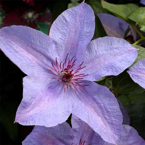 Waldrebe / Clematis Minister