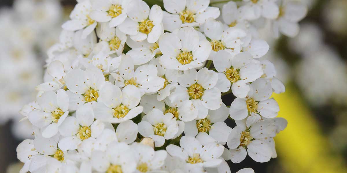 Spieren mit weißen Blüten