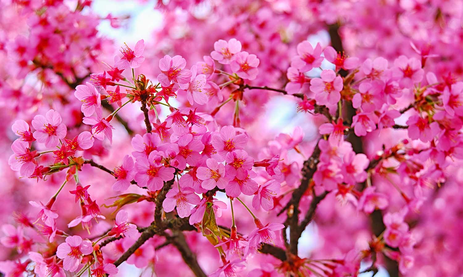 Die schönen Blüten von Zierobstbäumen