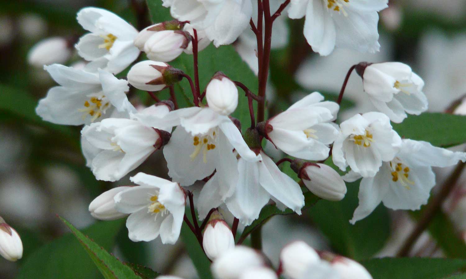 Zierliche Deutzie mit geöffneten, weißen Blüten