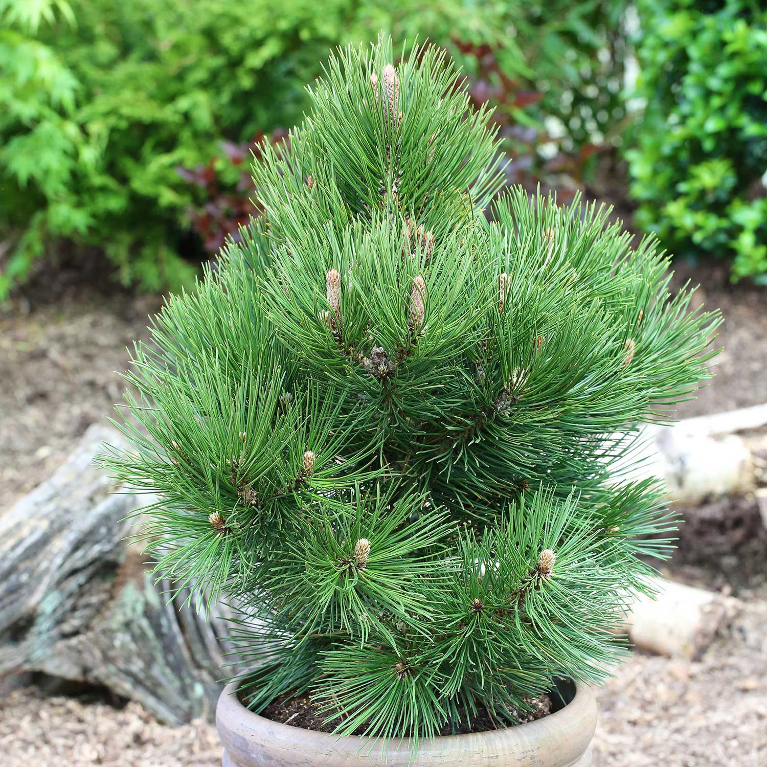 Сосна белокорая малинки (Pinus leucodermis malinki)
