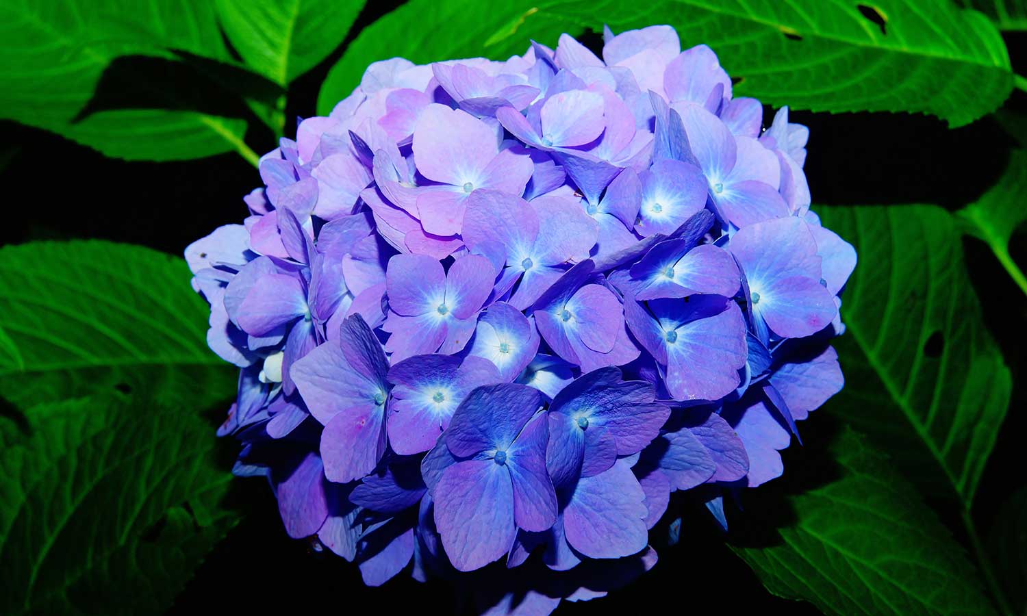 Bauernhortensie mit blauen Blüten