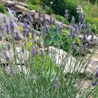 Provence-Lavendel Sensational!