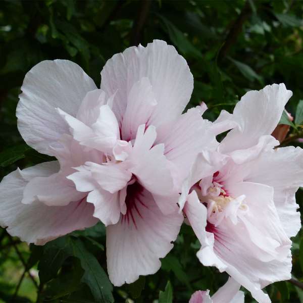 Hibiskus China Chiffon Blüte