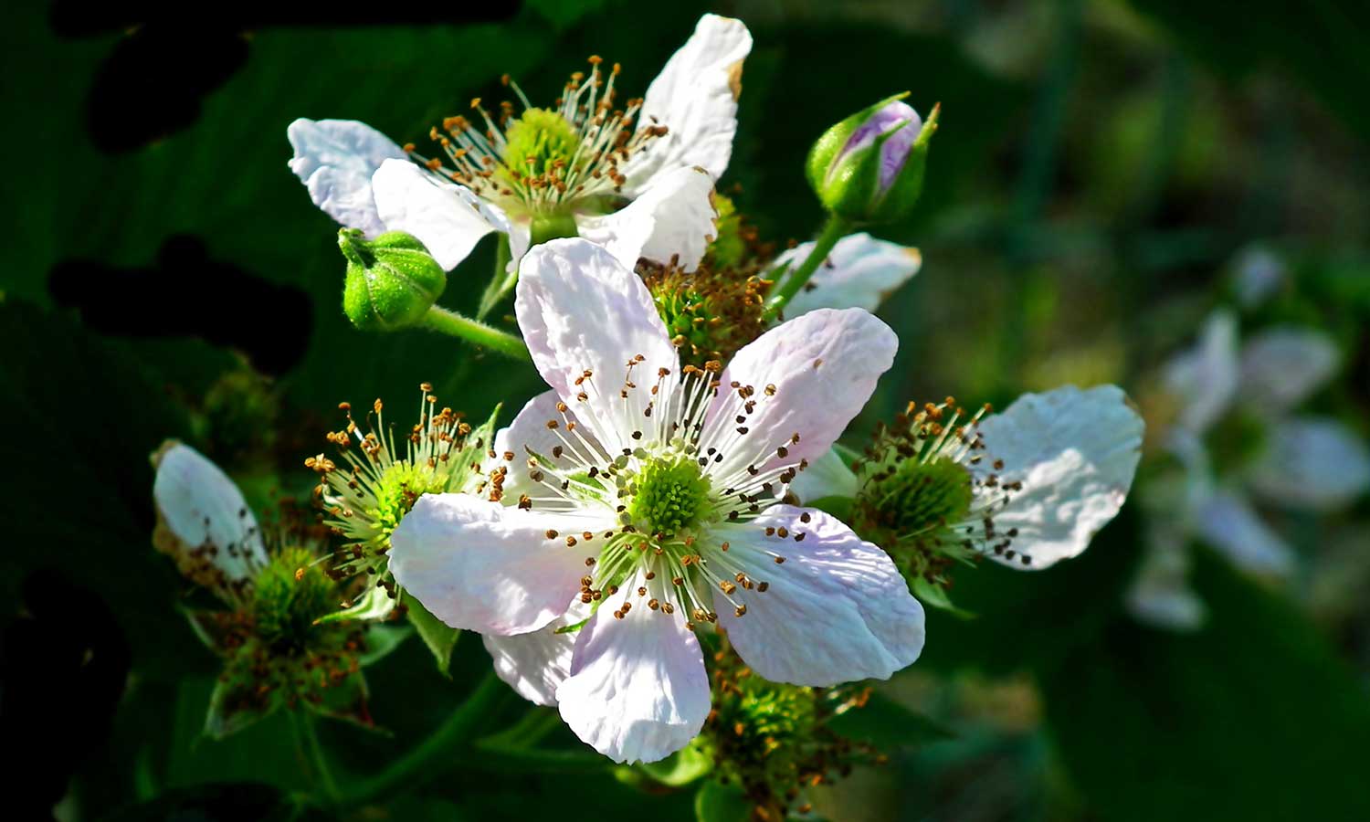 Blüten eines Brombeerstrauchs