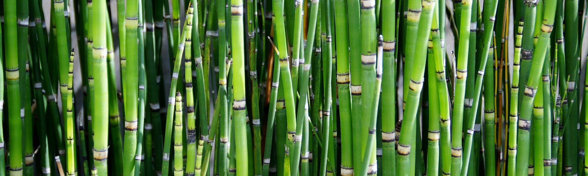 Bambus Halme