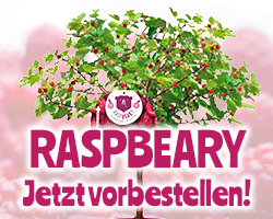 Angebot Raspbeary Himbeerbaum