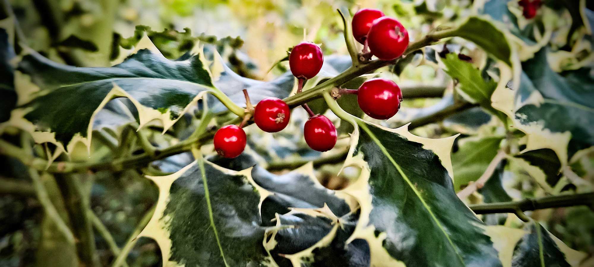 Immergrüne Pflanzen: Ilex mit rotem Fruchtschmuck
