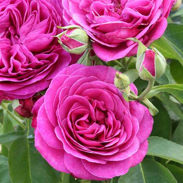 Strauchrose Rose de Resht