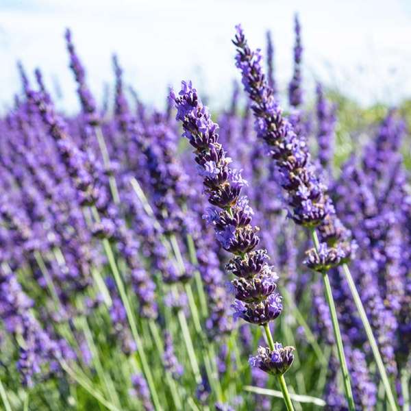 Provence-Lavendel Phenomenal