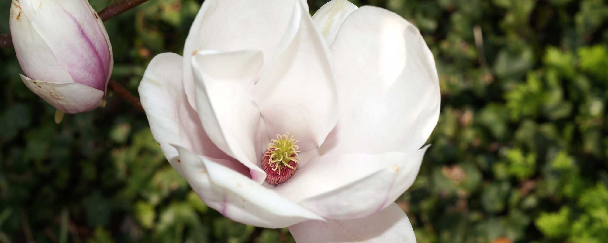 Tulpen-Magnolie Alba Superba