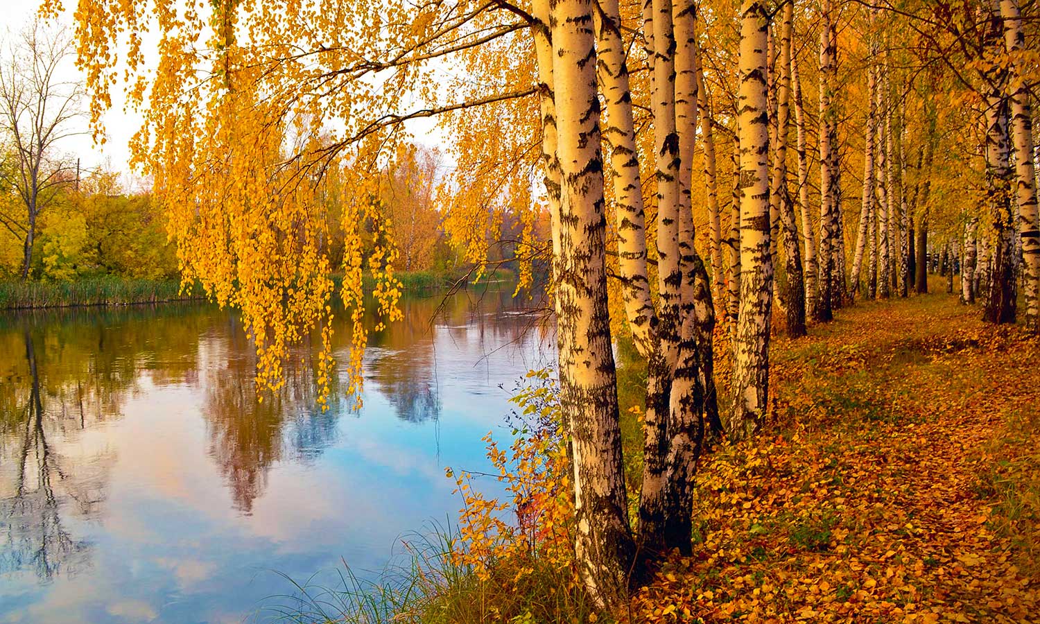Birken am Fluss im Herbst