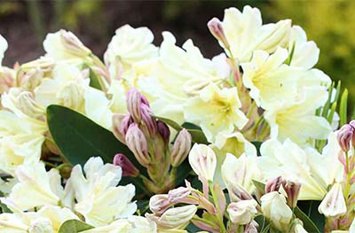 INKARHO Rhododendron kaufen