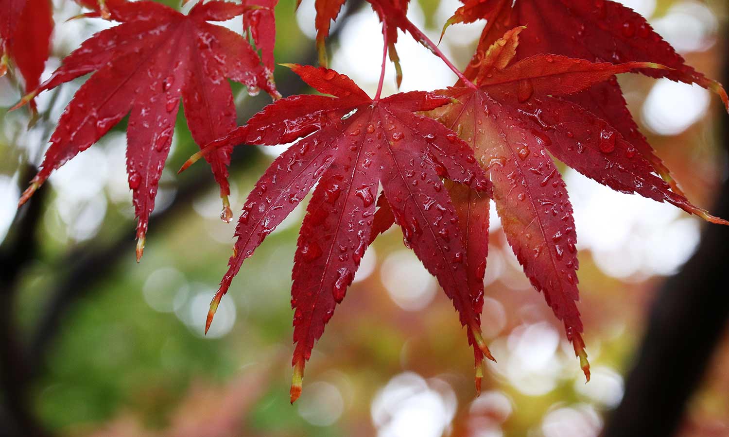 Ahornbaum mit nassen roten Blättern
