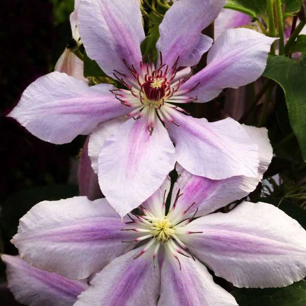 Waldrebe Clematis Girenas Blüten