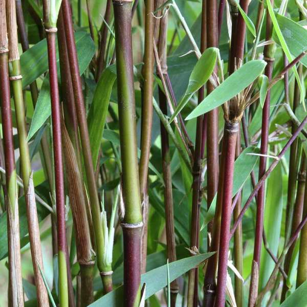 Roter Bambus Jiuzhaigou 1
