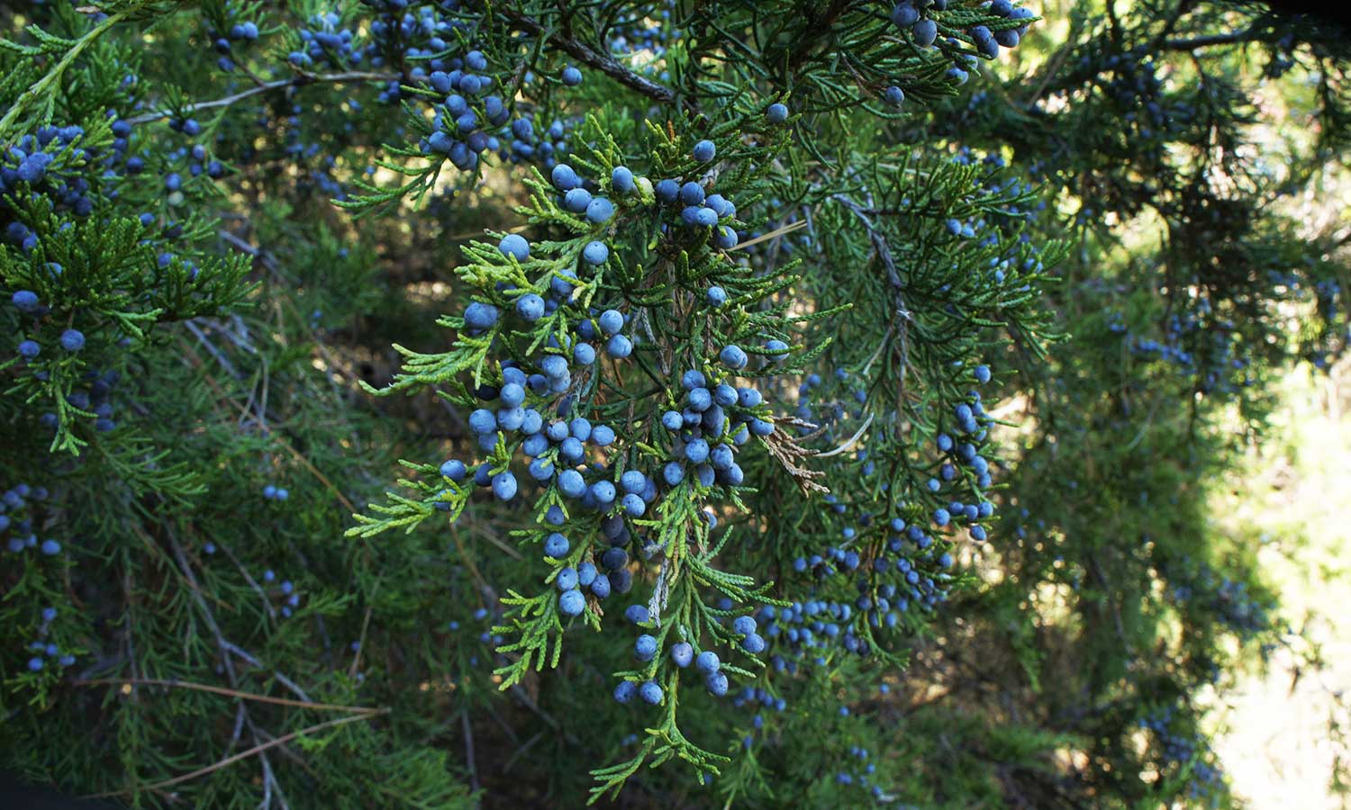 Wacholder-Pflanzen mit Beeren Juniperus