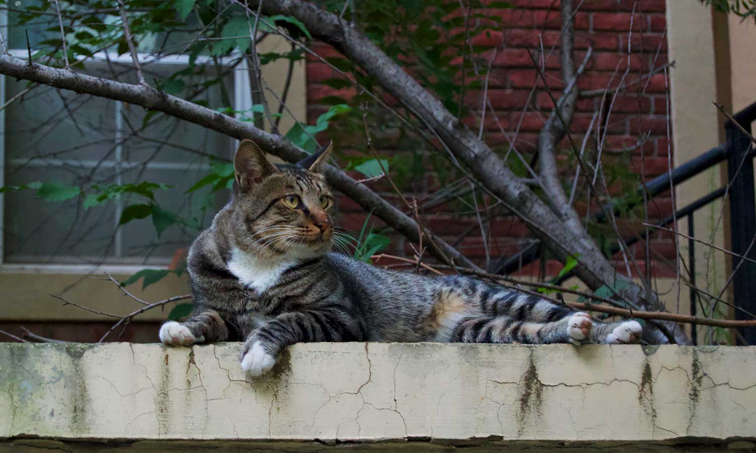 Katze auf einem Balkon