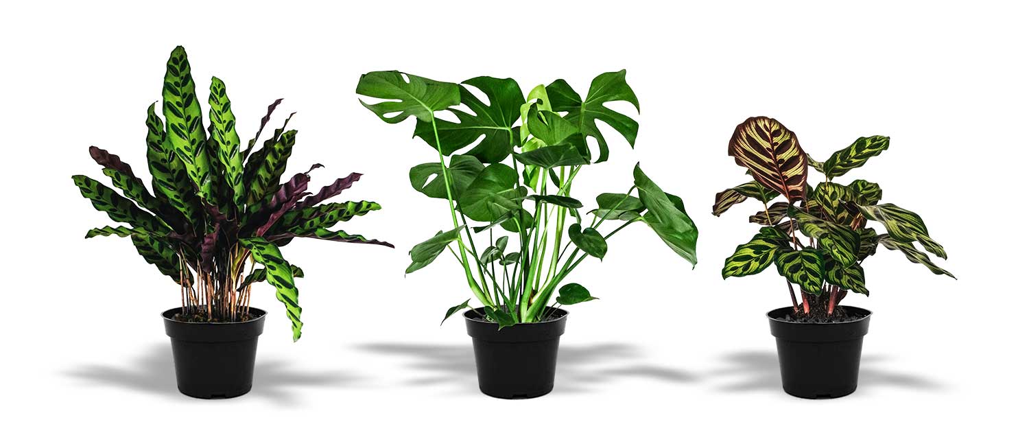 Zimmerpflanzen kaufen: Drei Tropische Pflanzen in einer Reihe