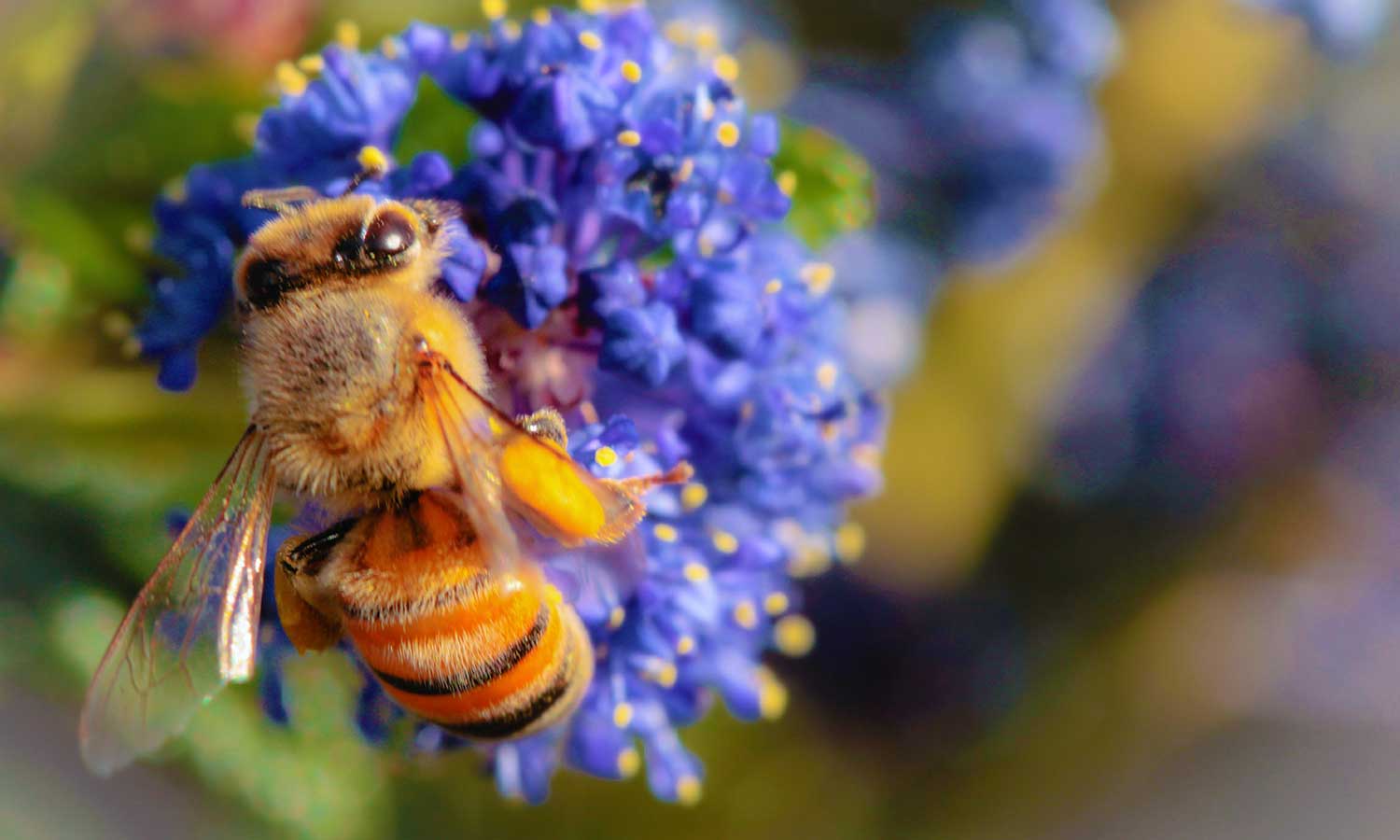 Säckelblumen mit Biene