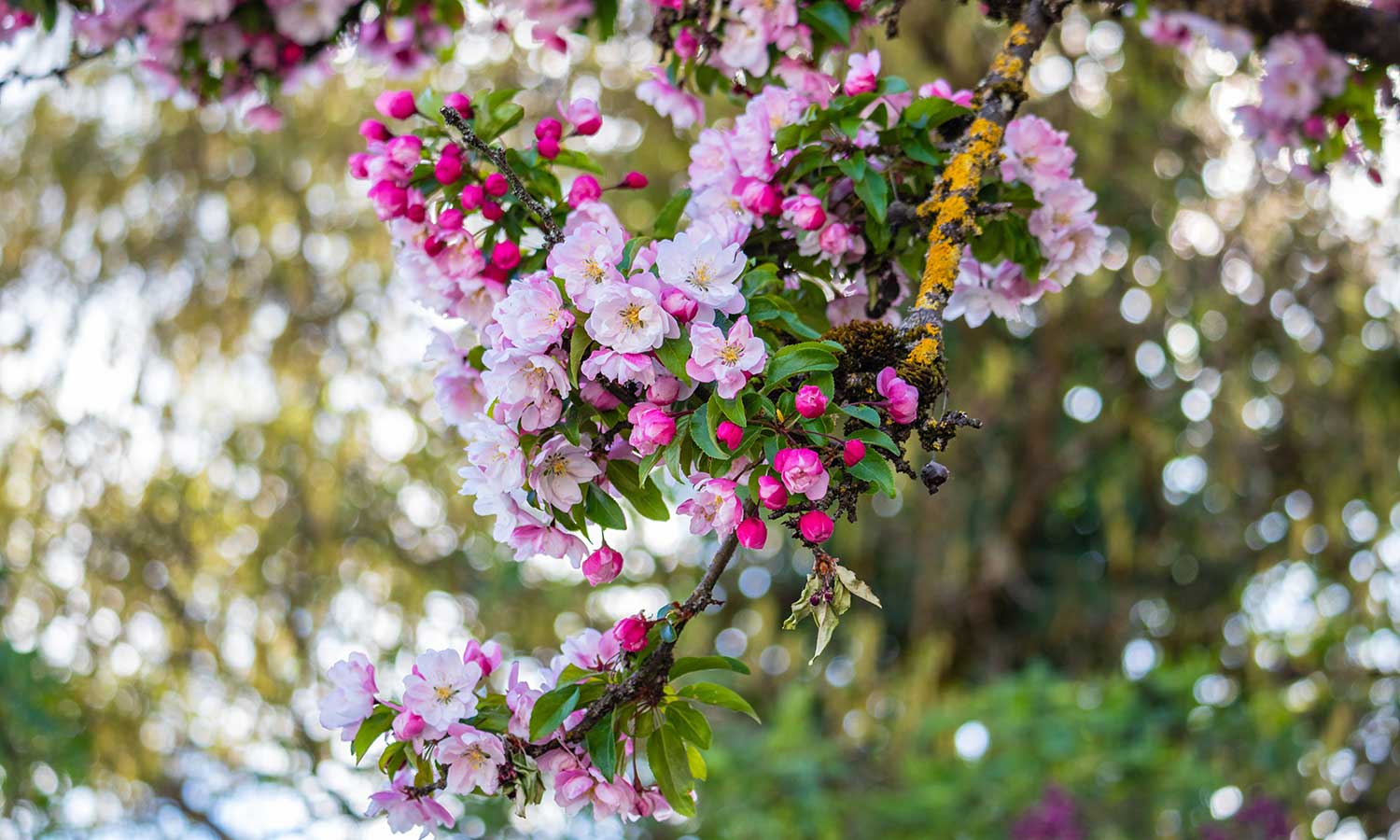 Obstbaum: Blühender Zierapfel