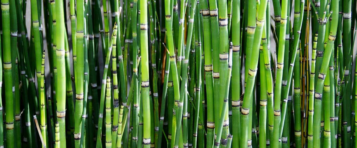 Heckenpflanze Bambus