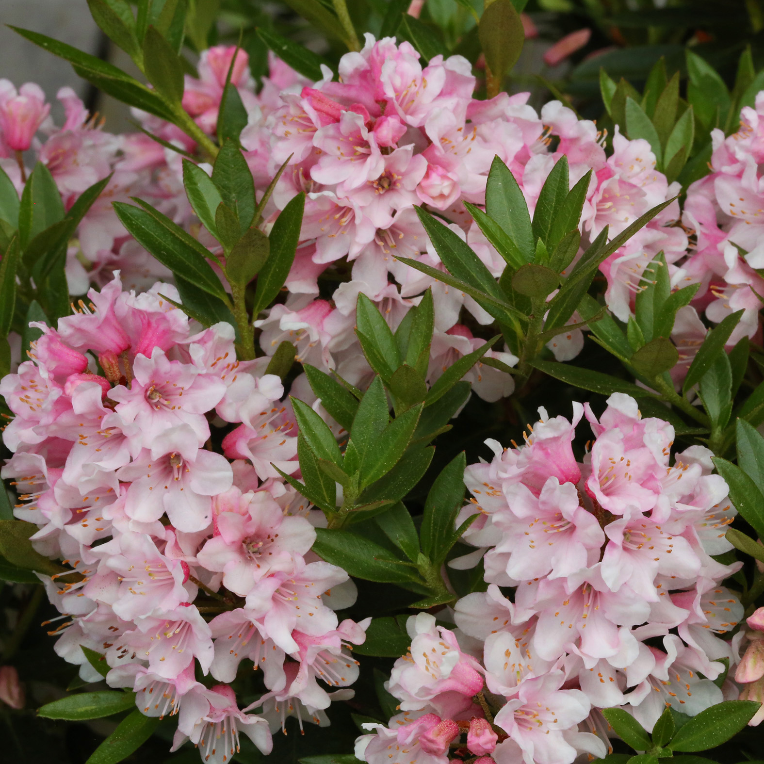 Rhododendron Bloombux Pink