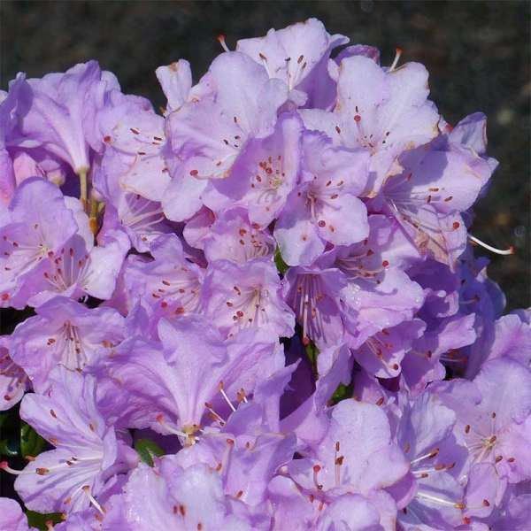 Zwerg-Rhododendron Snipe