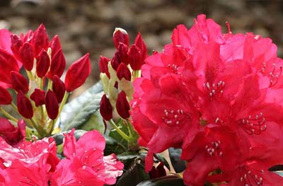 Grossblumiger Rhododendron kaufen