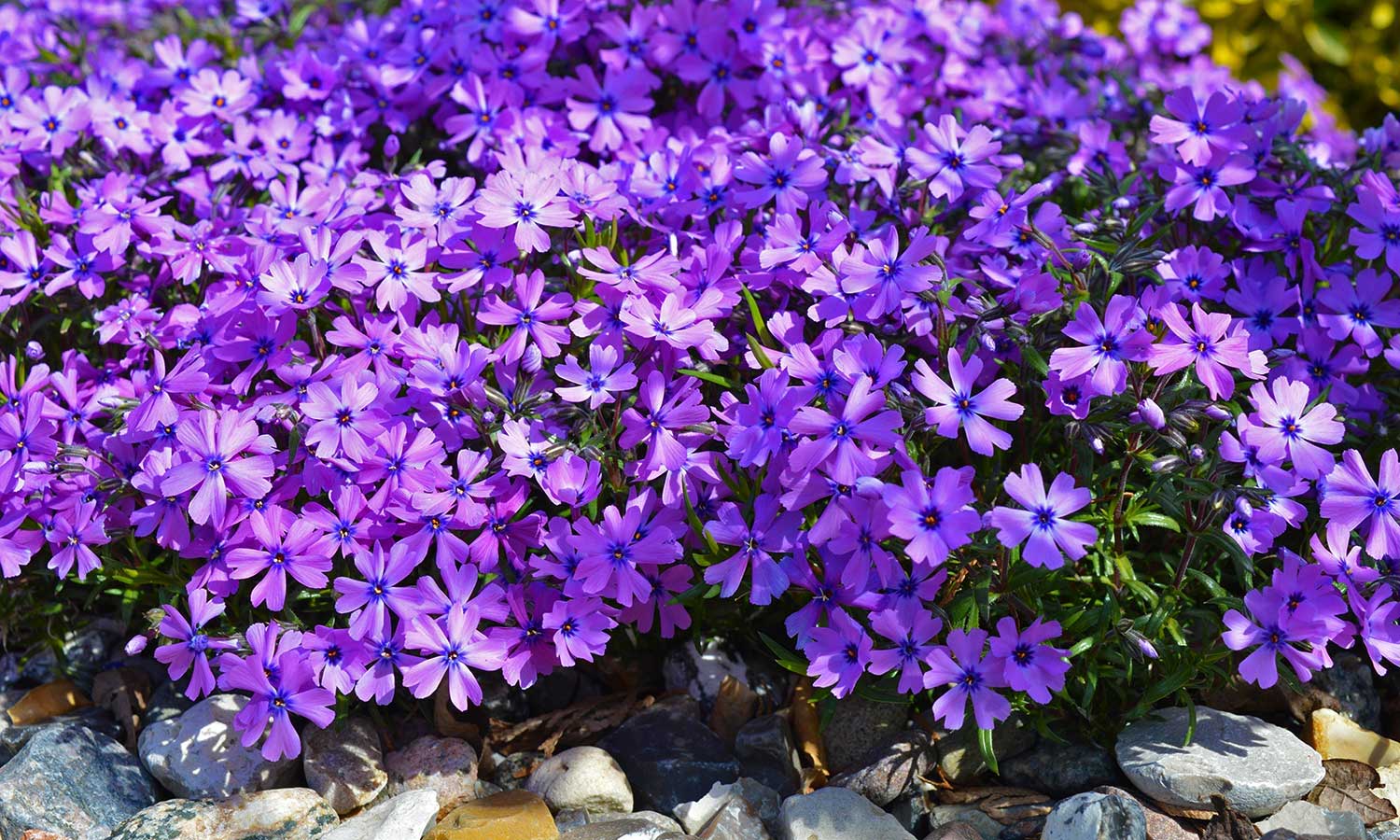 Teppichphlox mit lila Blüten als Steingartenpflanzen