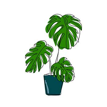 Zeichnung einer Zimmerpflanze (Monstera)