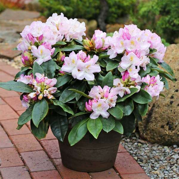 Rhododendron Gomer Waterer