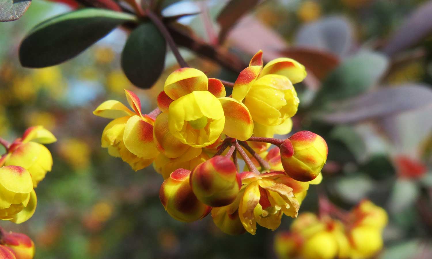 Gelb-rote Blüten einer Berberitze