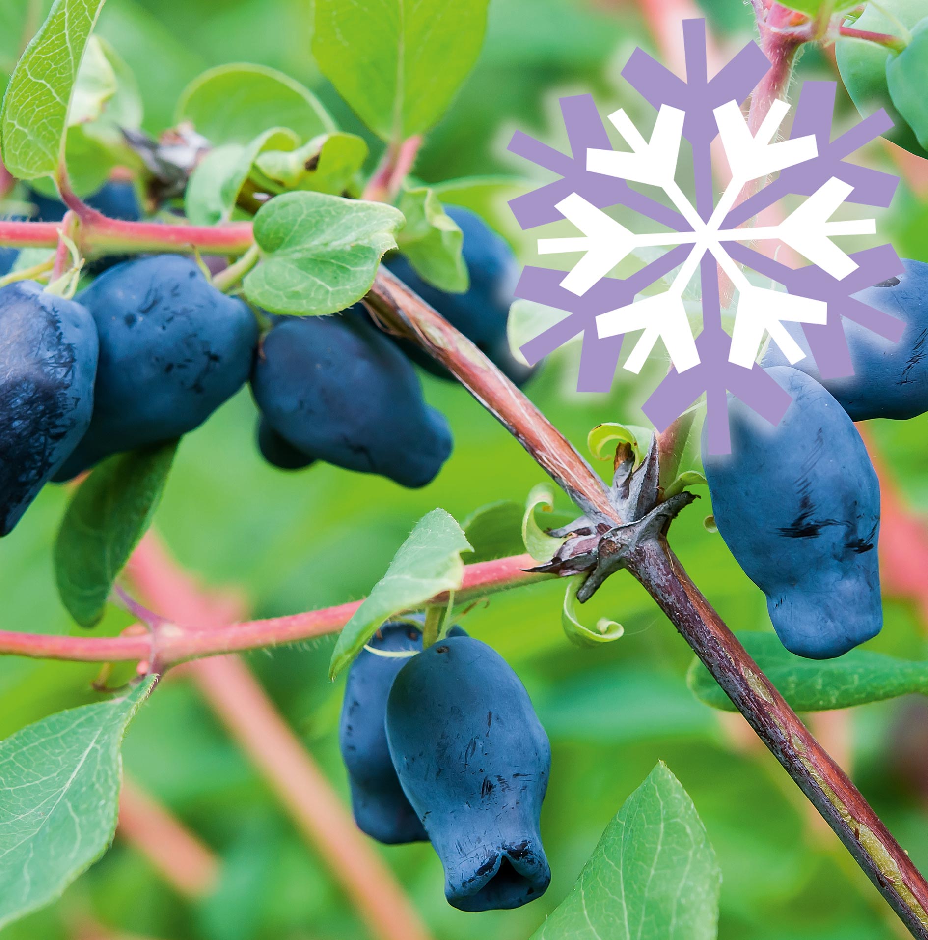 \'Polar Annas Garten | Blaubeere Fruits\'® Sibirische