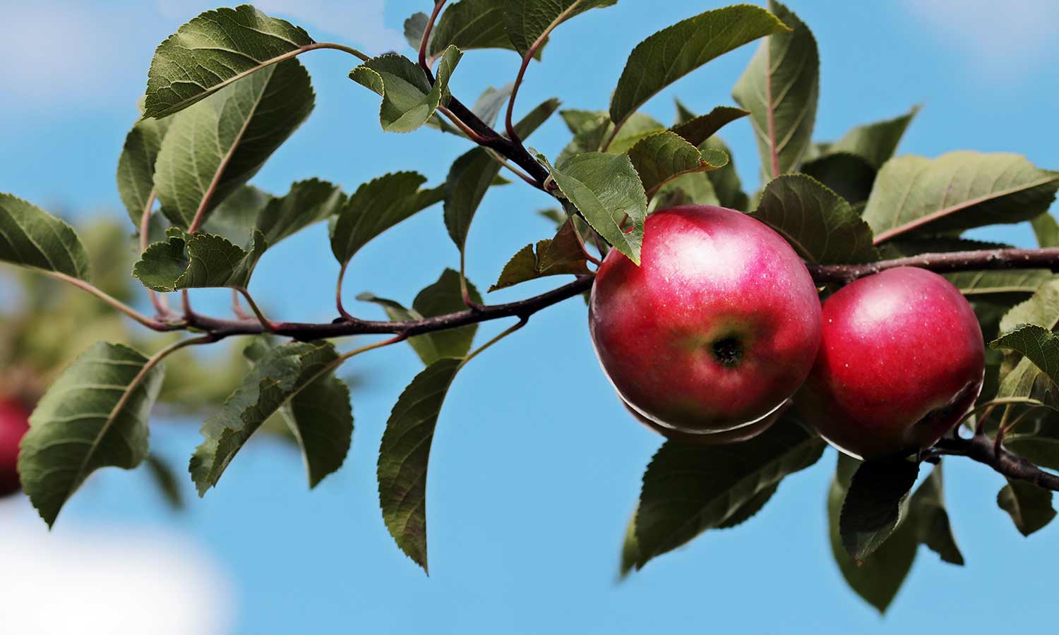 Apfelbaum mit rote Äpfeln 