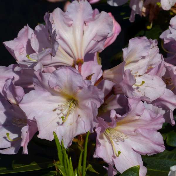 Rhododendron-INKARHO-Rosa-Dufthecke-02